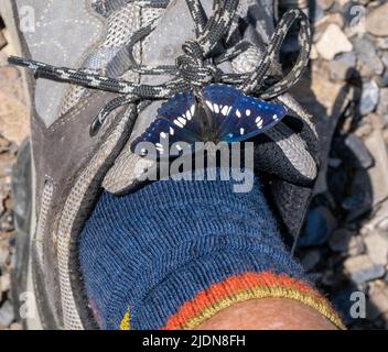 L'ammiraglio bianco meridionale Limenitis redotta arroccato sulle scarpe da passeggio dei fotografi nelle montagne del Pindus della Grecia settentrionale Foto Stock