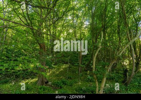 Il giardino murato a Dunraven Park, Southerndown. Si prega di credito: Phillip Roberts Foto Stock