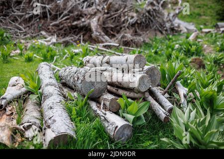 I vecchi tronchi sgusciati e molti piccoli rami spezzati si trovano su una fitta erba di primavera verde nella foresta industriale di abete rosso di montagna Foto Stock