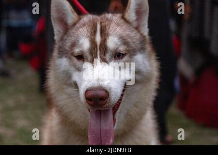 Vario tipo di cane Foto Stock