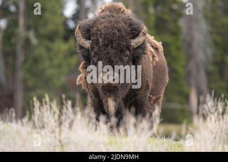 Bull Bison a Yellowstone Foto Stock