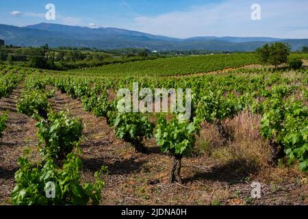 Spagna, Castilla y Leon. Distretto di El Bierzo. Il Camino de Santiago passa dai vigneti tra Camponaraya e Cacabelos a maggio. Foto Stock