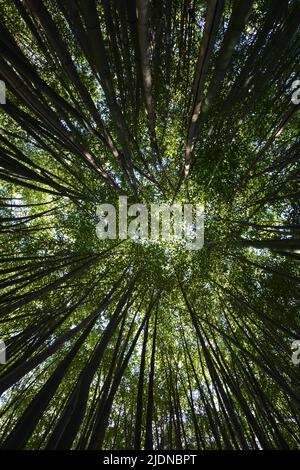 foresta di bambù verde vista da terra fino al cielo blu Foto Stock