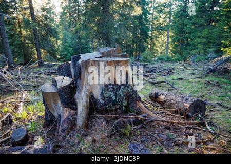 Un vecchio moncone dilapidato coperto di muschio e altre piante si trova su una foresta selvaggia vuota, in una foresta verde scuro di abete rosso denso con alto Foto Stock