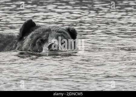 Un orso nero si raffredda in un lago Saskatchewan, Canada. Foto Stock