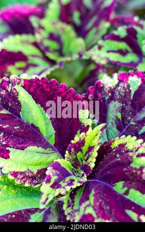 Primo piano di una colorata pianta di Coleus viola e verde con foglie dettagliate. Foto Stock