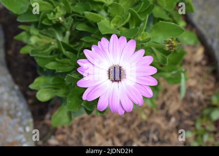 Margherita africano in viola Foto Stock
