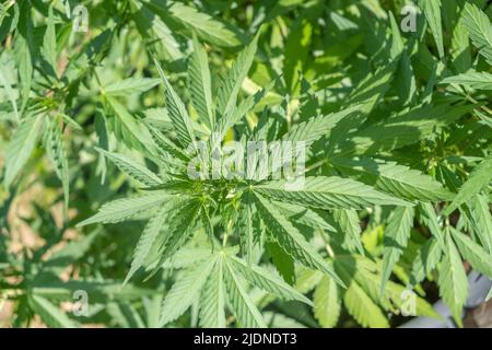 Piante di cannabis /marijuana che crescono in coltivazione, per la produzione di olio CBD fatto in casa Foto Stock