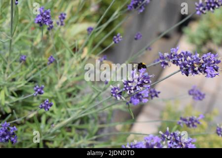 bumblebee e vespa in fiore lavanda Foto Stock