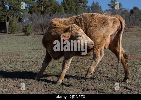 Una giovane mucca di razza beige a gamma libera morde un prurito sulla gamba posteriore. Foto Stock