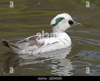 Smew, Mergellus albellus Foto Stock