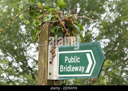 Cartello della strada statale coperta di edera con alberi nel sfondo Foto Stock