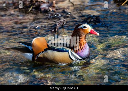 Anatra mandarino maschio colorato, Aix galericulata, sull'acqua a Wichita, Kansas. Foto Stock