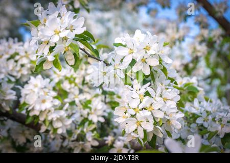 Ciliegia mela fiore in primavera Foto Stock