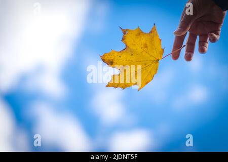 Alberi e foglie nella stagione autunnale in Canada Foto Stock