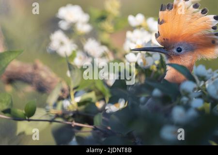 bellissimo uccello hoopoe si siede tra i fiori Foto Stock