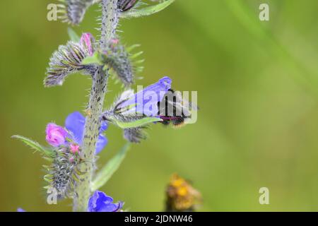 Prato Bumble Bee Foto Stock