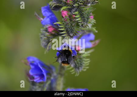 Prato Bumble Bee Foto Stock