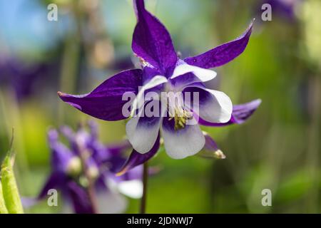 Primo piano di un fiore di aquilegia viola e bianco in fiore Foto Stock