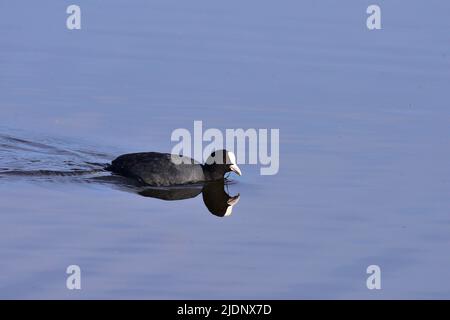 Coot a RSPB Loch Leven Foto Stock