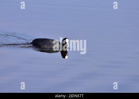 Coot a RSPB Loch Leven Foto Stock