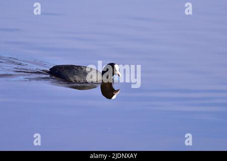 Coot a RSPB Loch Leven Foto Stock