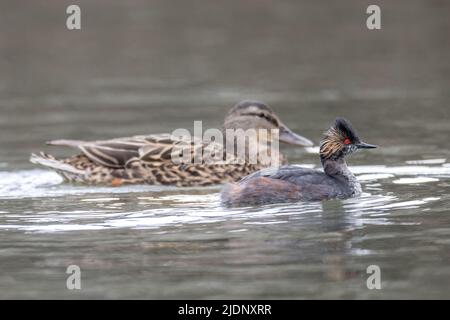 Piume di allevamento di gribe ebred a Vancouver BC Canada Foto Stock