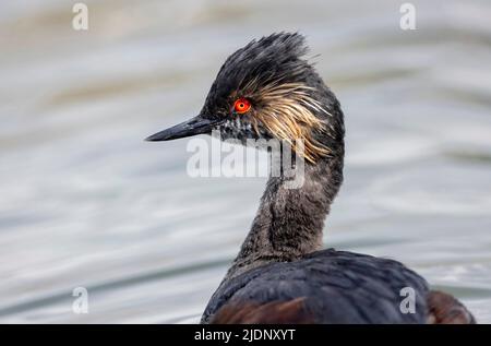 Piume di allevamento di gribe ebred a Vancouver BC Canada Foto Stock