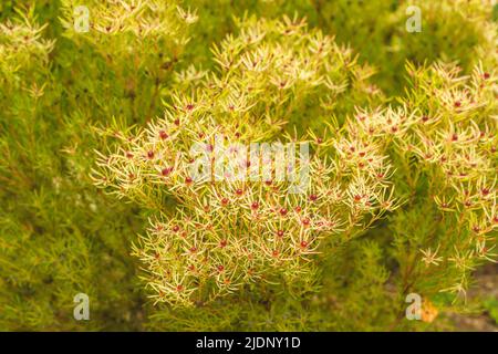 Cespuglio conico (Leuadendron salignum) primo piano nel giardino bellissimo arbusto con fogliame che diventa giallo in inverno e rosso brillante centro in primavera Foto Stock