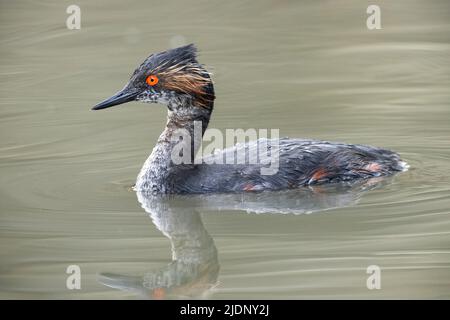 Piume di allevamento di gribe ebred a Vancouver BC Canada Foto Stock