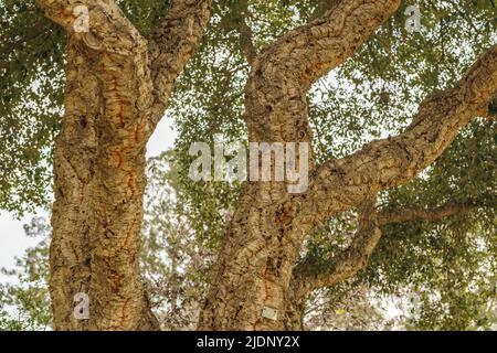 Cork Oak (Quercus suber) primo piano. La corteccia di questa quercia è commercialmente raccolta e trattata per produrre una varietà di prodotti, compresa la bottiglia di vino c Foto Stock