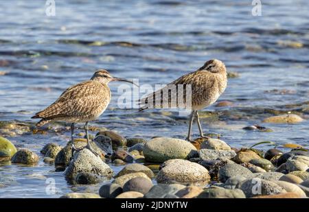 Shore Bird Whimbrel a Vancouver BC Canada Foto Stock
