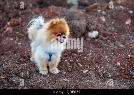 Ritratto di cani Pomeraniani in piedi Foto Stock