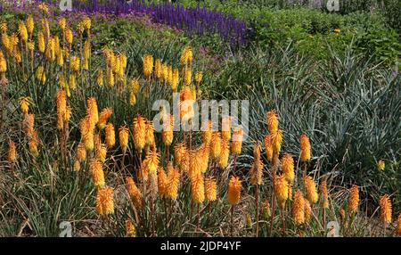 Bella kniphofie arancione chiaro o rosso aghi caldi in giardino impostazione Foto Stock