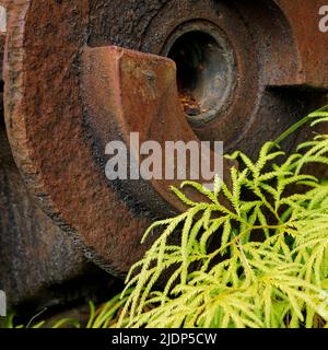 Natura recupero arrugginito e abbandonato macchinari minerari a Mumm's Mill accanto a Charming Creek, costa occidentale, isola sud, Aotearoa / Nuova Zelanda. Foto Stock