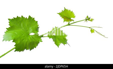 Foglie d'uva ramo di vite con tendini, isolato su sfondo bianco, sentiero di taglio. Ramo verde di vitigno Foto Stock