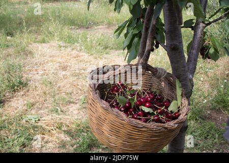 Immagine di un vecchio cestino di paglia intrecciato appeso ad un albero pieno di ciliegie rosse durante la raccolta Foto Stock
