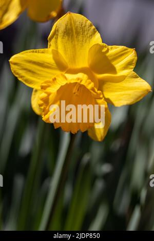 Narcisi gialli, noti come daffodil o jonquil con tepali a forma di petalo sormontati da una corona a forma di tazza o di tromba Foto Stock