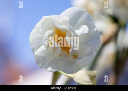 Narcisi bianca piacevolmente fragrante Erlicheer doppia varietà con piccoli grappoli di fiori doppi in avorio, fiammato con primula Foto Stock