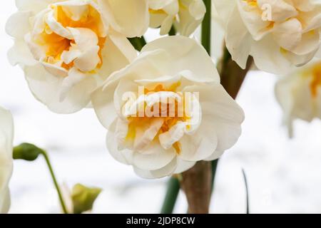 Narcisi bianca piacevolmente fragrante Erlicheer doppia varietà con piccoli grappoli di fiori doppi in avorio, fiammato con primula Foto Stock