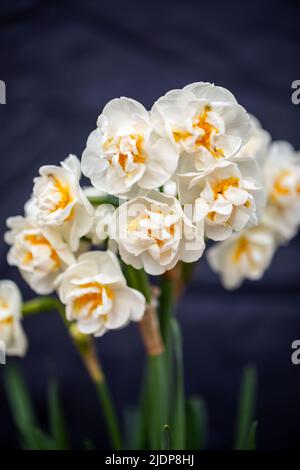 Narcisi bianca piacevolmente fragrante Erlicheer doppia varietà con piccoli grappoli di fiori doppi in avorio, fiammato con primula Foto Stock