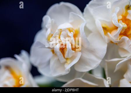 Narcisi bianca piacevolmente fragrante Erlicheer doppia varietà con piccoli grappoli di fiori doppi in avorio, fiammato con primula Foto Stock