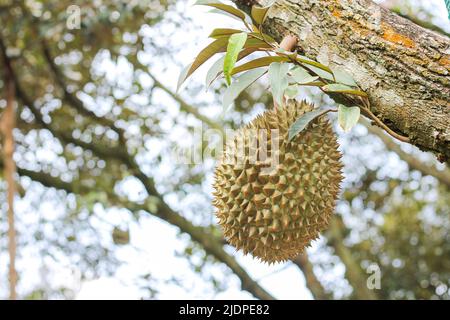 Durian da Sisaket, Thailandia ha un sapore unico perché è cresciuto su un terreno ricco di potassio da un'eruzione vulcanica. "Volcano Durian" Foto Stock