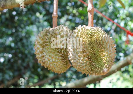 Durian da Sisaket, Thailandia ha un sapore unico perché è cresciuto su un terreno ricco di potassio da un'eruzione vulcanica. "Volcano Durian" Foto Stock