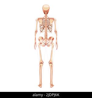 Donne Skeleton ossa del corpo umano di concetto femminile. Vista posteriore della donna dorsale. 3D immagine vettoriale realistica anatomicamente corretta della ragazza piatta di anatomia isolata su bianco Illustrazione Vettoriale