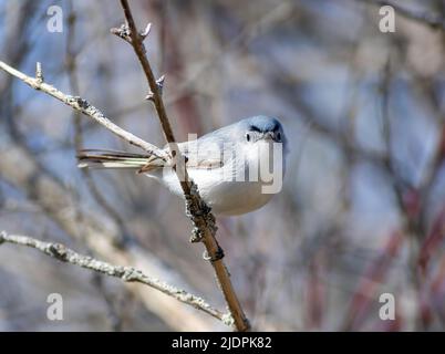 Un gnatcatcher blu-grigio arroccato su un ramo di alberi senza foglie in primavera a Tawas Point nel Michigan. Foto Stock