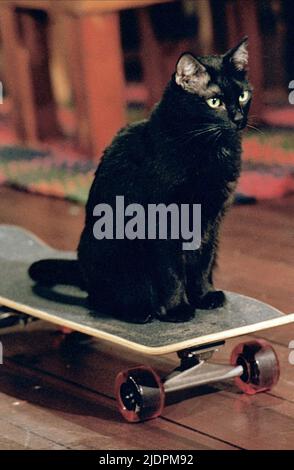 SALEM IL CAT, SABRINA LA STREGA ADOLESCENTE : STAGIONE 1, 1996 Foto Stock