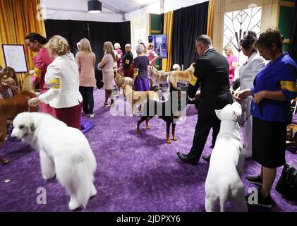 New York, Stati Uniti. 22nd giugno 2022. I cani del Working Group aspettano di gareggiare al 146th Annual Westminster Kennel Club Dog Show al Lyndhurst Estate di Tarrytown, New York mercoledì 22 giugno 2022. Foto di John Angelillo/UPI Credit: UPI/Alamy Live News Foto Stock