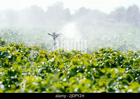 Beindersheim, Germania. 22nd giugno 2022. Un sistema di irrigazione spruzza acqua su un campo vicino a Beindersheim. Credit: Uwe Anspach/dpa/Alamy Live News Foto Stock