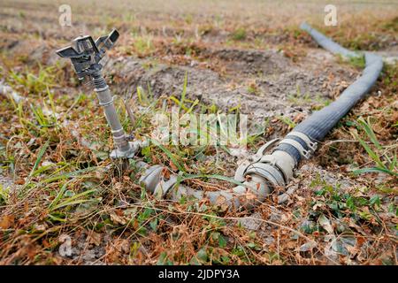 Beindersheim, Germania. 22nd giugno 2022. Un tubo di irrigazione si trova su un campo vicino a Beindersheim. Credit: Uwe Anspach/dpa/Alamy Live News Foto Stock